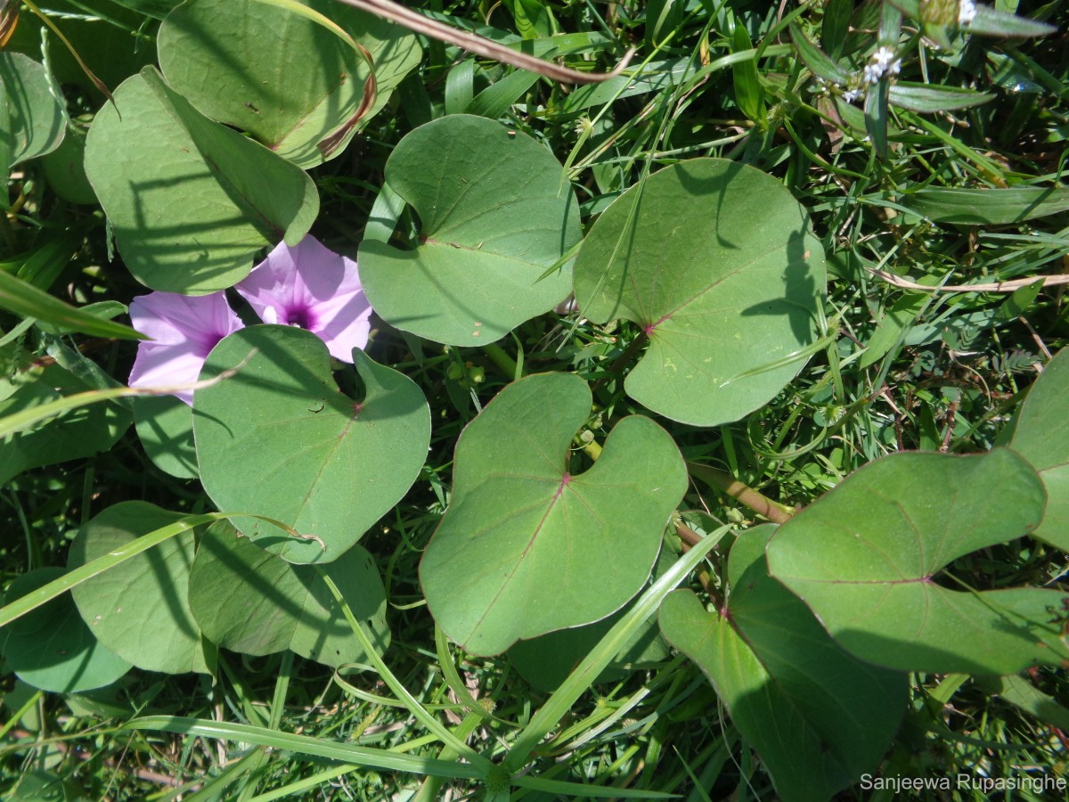 Ipomoea asarifolia (Desr.) Roem. & Schult.